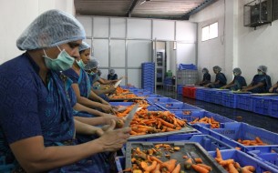 Chopping of Vegetables for Mid-Day Meal in Bangalore Kitchen